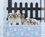 Small Photo #5 Cavachon Puppy For Sale in GORDONVILLE, PA, USA