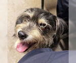 Small #1 Miniature Schnauzer Mix