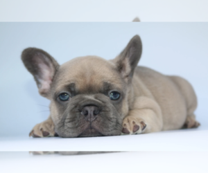 French Bulldog Puppy for sale in DALLAS, TX, USA