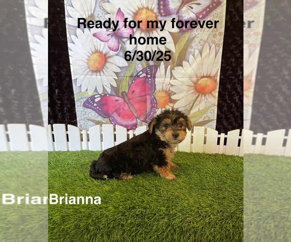 Medium Photo #2 Yo-Chon Puppy For Sale in MOUNT PLEASANT, MI, USA