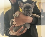 Small Photo #6 French Bulldog Puppy For Sale in RALEIGH, NC, USA