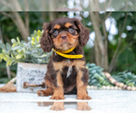 Puppy Hayden Cavalier King Charles Spaniel