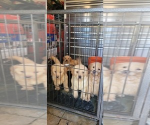 Golden Retriever Puppy for Sale in SELMA, California USA