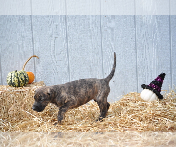 Medium Photo #5 Irish Dane Puppy For Sale in CALDWELL, ID, USA