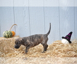 Small Photo #5 Irish Dane Puppy For Sale in CALDWELL, ID, USA
