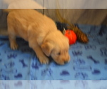 Puppy Milo Golden Retriever