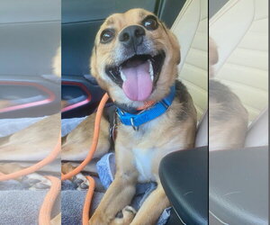 Wrecks Athens - Male Cheagle Dog for Adoption - Photo #4