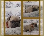 Small Photo #108 French Bulldog Puppy For Sale in TACOMA, WA, USA