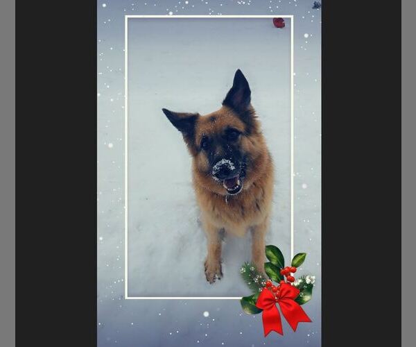 Medium Photo #11 German Shepherd Dog Puppy For Sale in Fargo, ND, USA