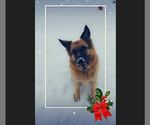 Small #10 German Shepherd Dog