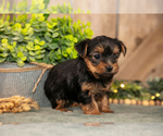 Small #2 Yorkshire Terrier