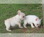 Small Photo #4 French Bulldog Puppy For Sale in GRAVETTE, AR, USA