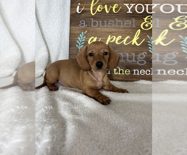 Medium Photo #2 Dachshund Puppy For Sale in GREENFIELD, IN, USA