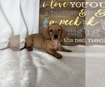 Dixie - Female Dachshund Puppy for Sale - Photo #2