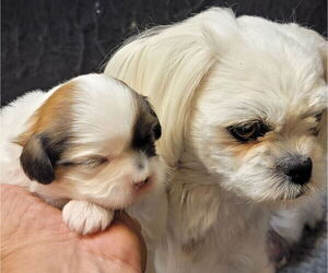 Shih Tzu Litter for sale in FANNING SPGS, FL, USA