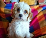 Puppy Daniel Cavachon-Cavapoo Mix