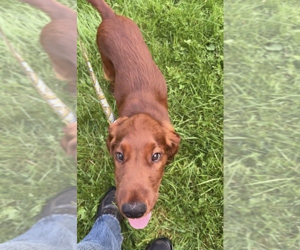 Medium Photo #7 Irish Setter Puppy For Sale in ONEONTA, NY, USA