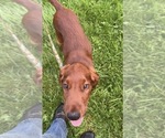Black collar - Male Irish Setter Puppy for Sale - Photo #7