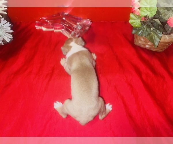 Medium Photo #24 American Pit Bull Terrier Puppy For Sale in TRENTON, NJ, USA
