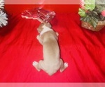Small #2 American Pit Bull Terrier