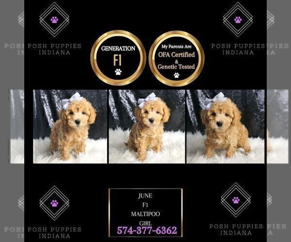 Medium Photo #127 Maltipoo Puppy For Sale in WARSAW, IN, USA