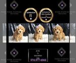 Small Photo #127 Maltipoo Puppy For Sale in WARSAW, IN, USA