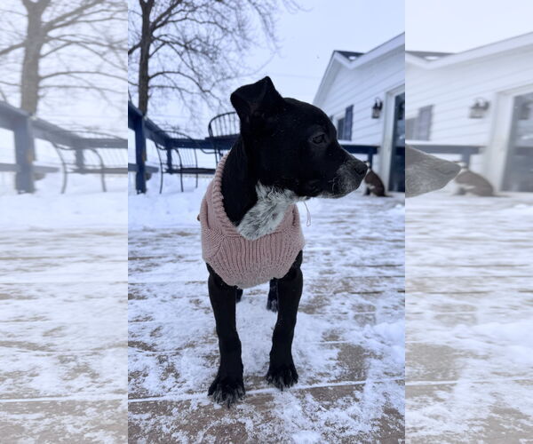 Medium Photo #4 Border Collie-Unknown Mix Puppy For Sale in Columbus, IN, USA