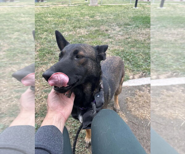 Medium Photo #4 German Shepherd Dog-Unknown Mix Puppy For Sale in Imlay City, MI, USA
