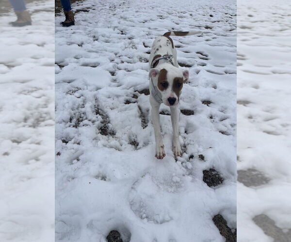 Medium Photo #4 Mutt Puppy For Sale in Evansville, IN, USA