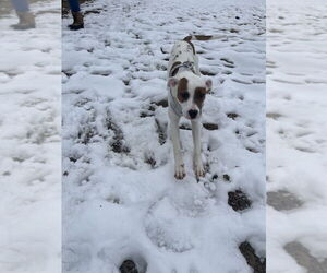 Alosa - Female Mutt Dog for Adoption - Photo #4
