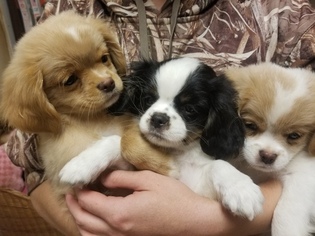 Cava-Chin Puppy for sale in HENNIKER, NH, USA