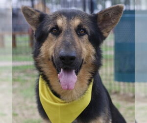 German Shepherd Dog Dogs for adoption in San Antonio, TX, USA