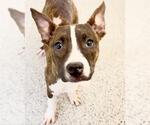 Small #1 Mutt