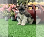 Small #4 Schnauzer (Miniature)