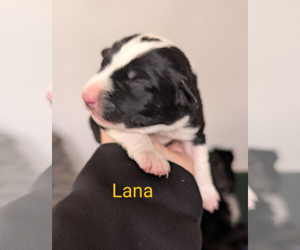 Medium Photo #4 Border Collie-Unknown Mix Puppy For Sale in Chinook, MT, USA