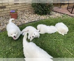 Small Great Pyrenees