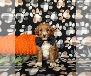 Goldendoodle (Miniature) Puppy for sale in COCHRANVILLE, PA, USA