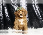 Small #3 Poodle (Toy)