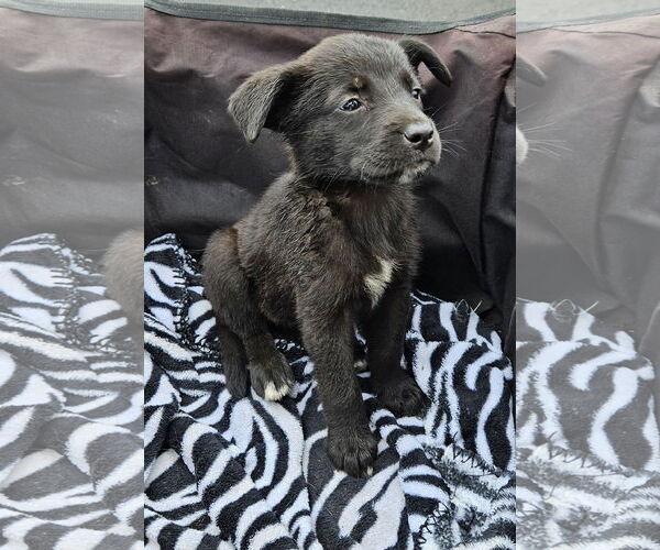 Medium Photo #2 Labrador Retriever-Unknown Mix Puppy For Sale in Corinth, MS, USA