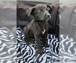 Small #1 Labrador Retriever Mix