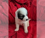 Puppy Walt Great Pyrenees