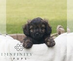Small #2 ShihPoo