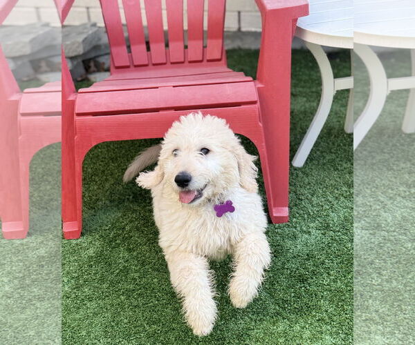 Medium Photo #7 Goldendoodle Puppy For Sale in Fort Worth, TX, USA