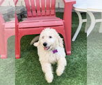 Small #6 Goldendoodle