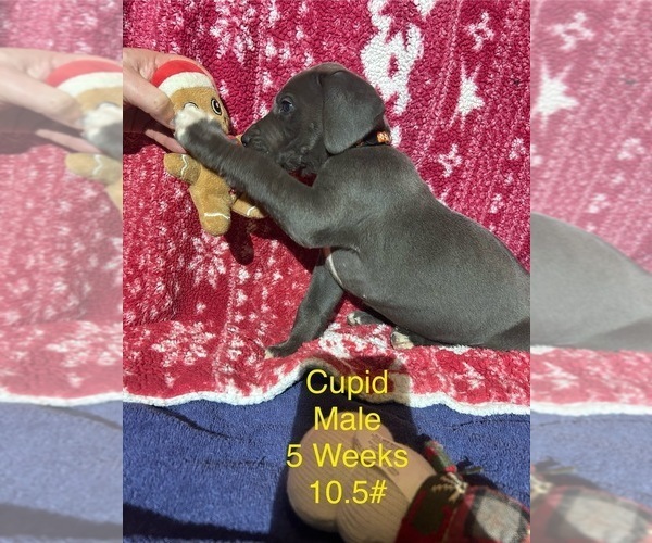 Medium Photo #4 Great Dane Puppy For Sale in WILLIS, TX, USA