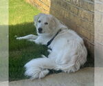 Small #4 Great Pyrenees