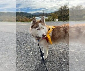 Siberian Husky Dogs for adoption in Santa Rosa, CA, USA