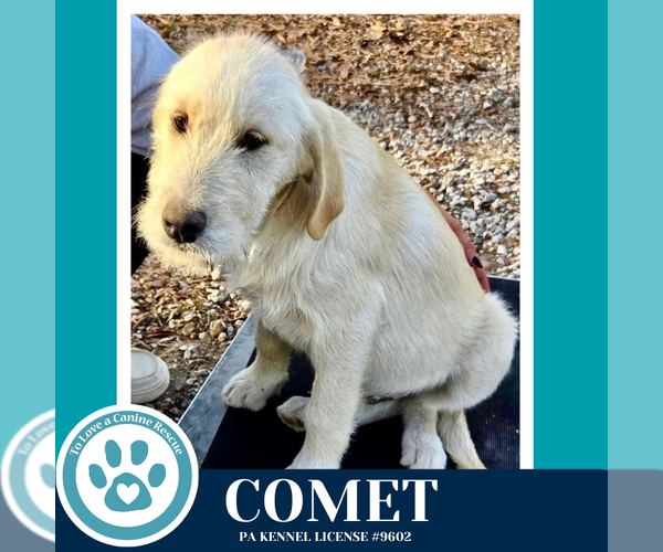 Medium Photo #2 Labrenees Puppy For Sale in Kimberton, PA, USA