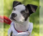 Small #15 Boxer Mix