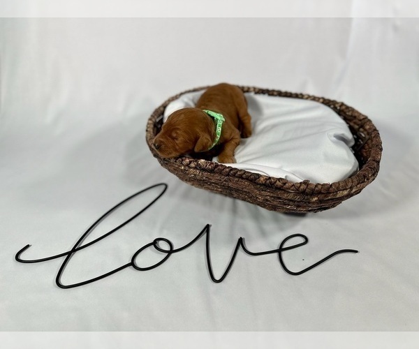 Medium Photo #8 Goldendoodle Puppy For Sale in ABILENE, TX, USA